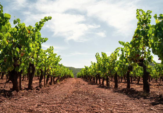 gerard bertrand chateau sauvageonne terroir aout 2019 credit photo soufiane zaidi (4)