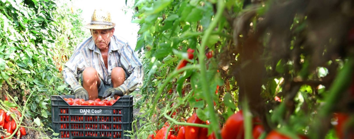 Mann erntet rote Tomaten in einem grün bewachsenen Tomatenfeld.
