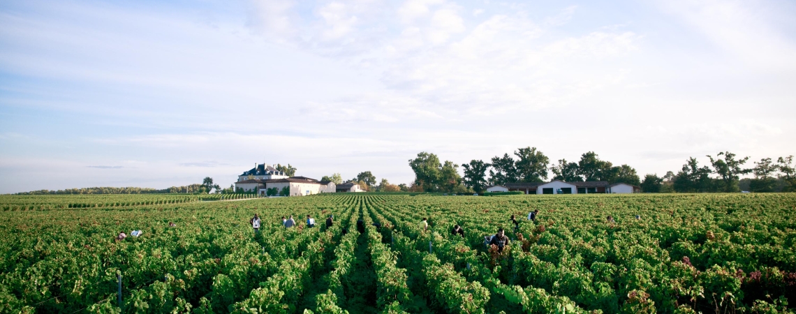 Weitläufige grüne Weinberge mit einem Gebäude im Hintergrund unter blauem Himmel.
