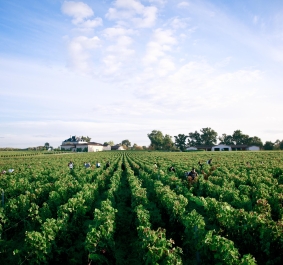 Weitläufige grüne Weinberge mit einem Gebäude im Hintergrund unter blauem Himmel.