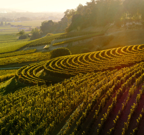 Sonnenuntergang über kurvenreichen Weinbergen, die in sanften Hügeln liegen.