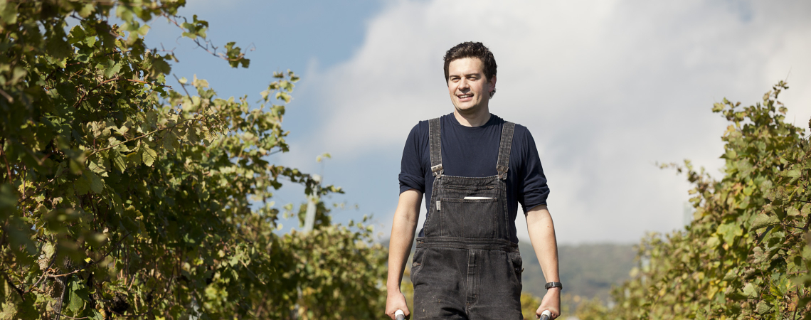 Mann in Latzhose schiebt Schubkarre voller Trauben im sonnigen Weinberg.