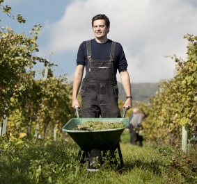 Mann in Latzhose schiebt Schubkarre voller Trauben im sonnigen Weinberg.