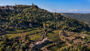 Hügelige Landschaft mit dichter Bewaldung und Weinbergen unter klarem Himmel.