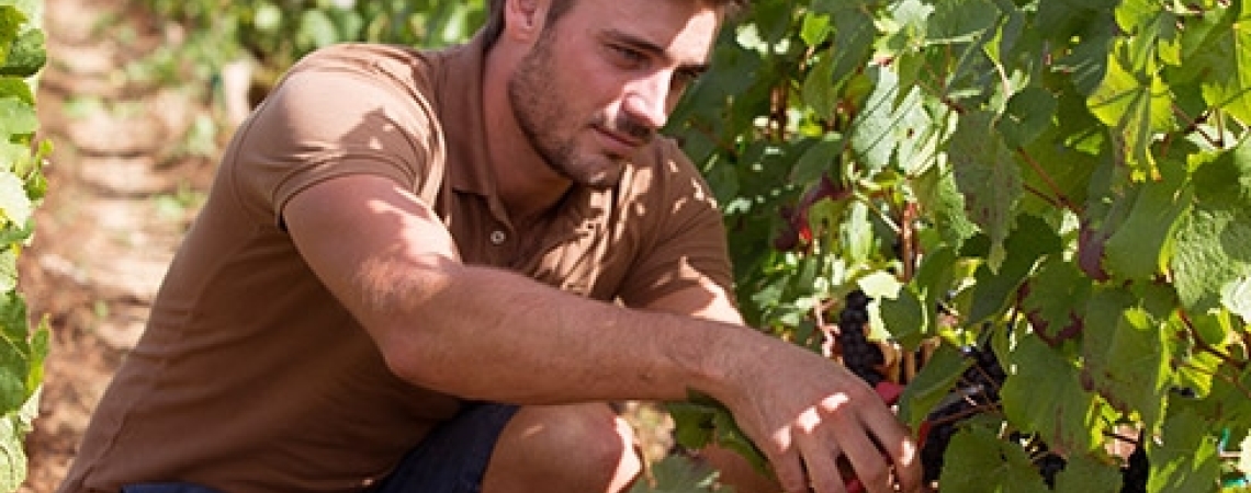 Mann in braunem Polohemd erntet Trauben im Weinberg.