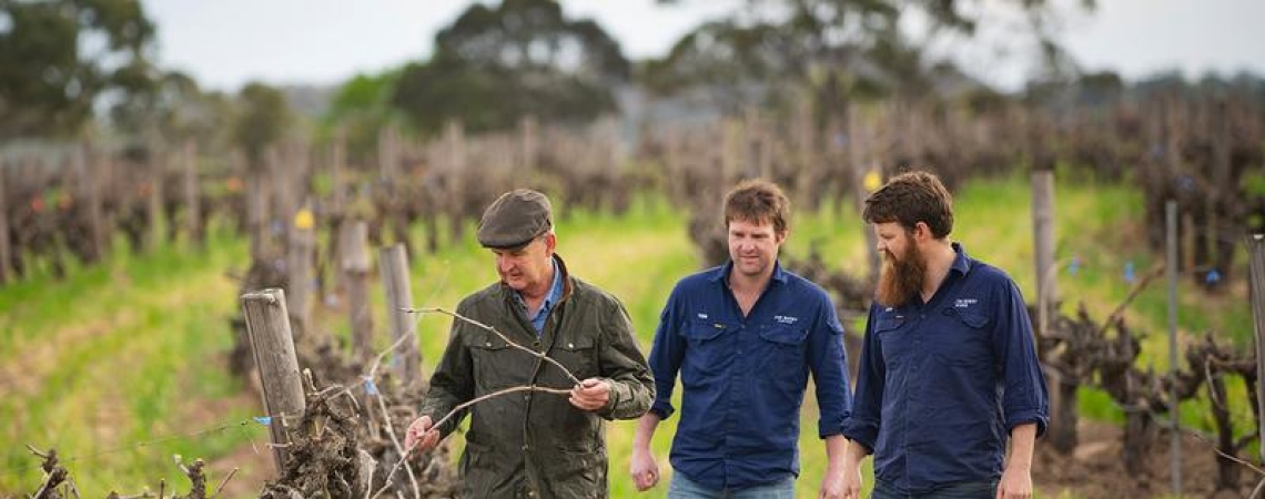 Drei Männer inspizieren Reben in einem Weinberg bei bewölktem Wetter.