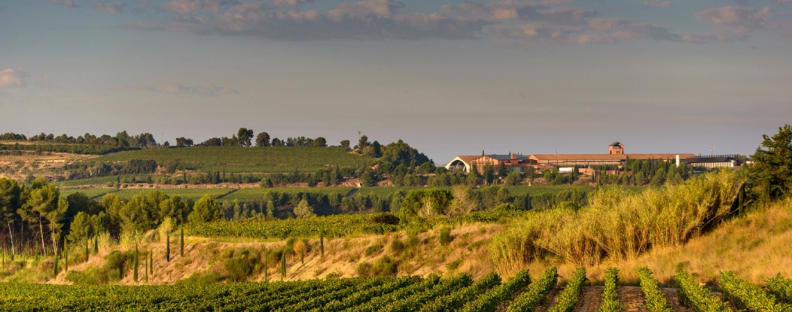 Weite Weinberge unter klarem Himmel, im Hintergrund ein Gebäude.