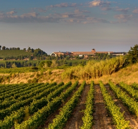 Weite Weinberge unter klarem Himmel, im Hintergrund ein Gebäude.