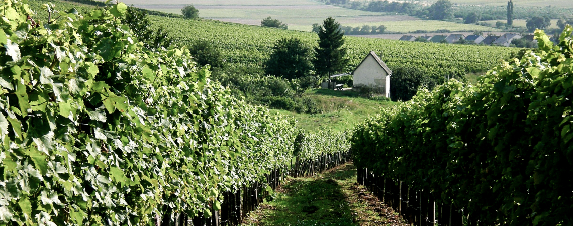 Weinberg mit Reihen grüner Reben, dahinter ein kleines Häuschen und weite Landschaft.