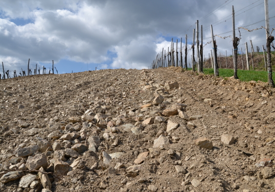 kolfok bodigraben weingarten