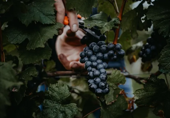 kolfok harvest2021
