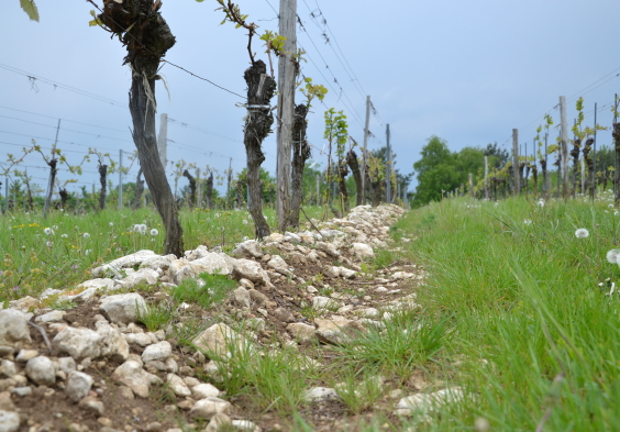 kolfok hussi muschelkalk