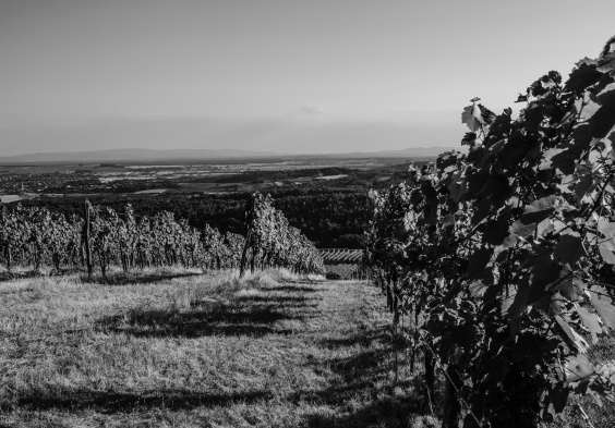 kolfok weingarten hussi