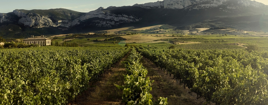 Weinberg mit Reihen grüner Reben vor Bergkulisse bei klarem Himmel.