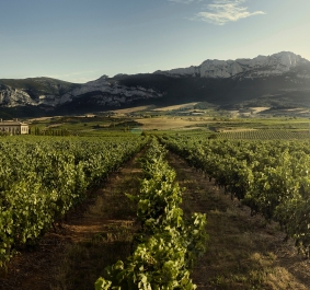 Weinberg mit Reihen grüner Reben vor Bergkulisse bei klarem Himmel.