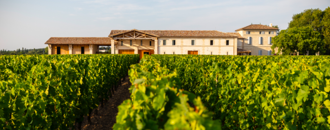 Weinberg bei Sonnenschein mit rustikalem Gebäude im Hintergrund.