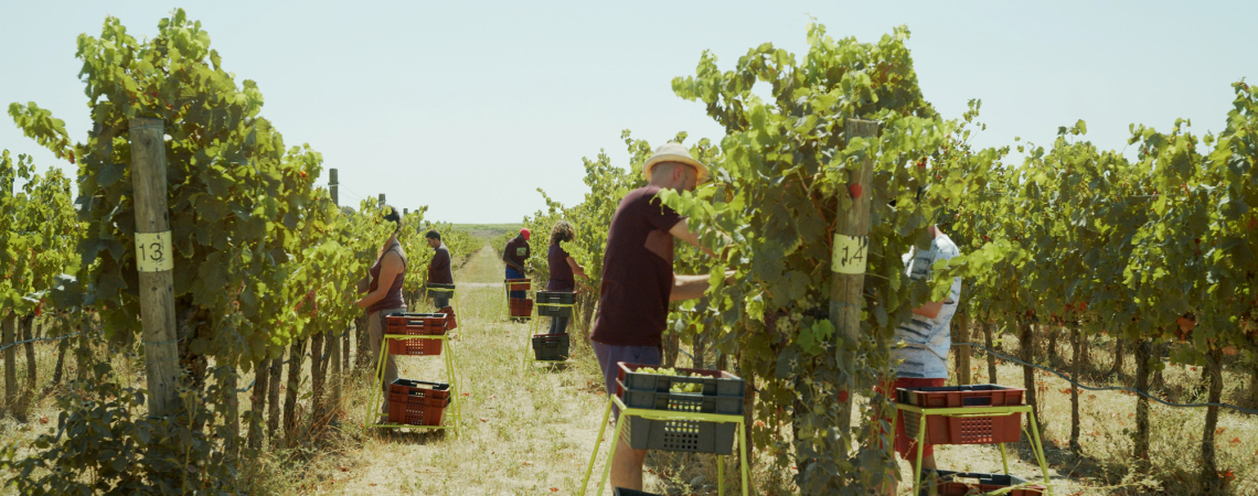 Menschen ernten Trauben in einem sonnigen Weinberg mit grünen Reben.