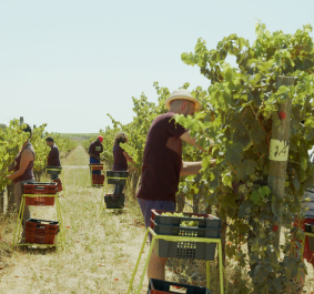 Menschen ernten Trauben in einem sonnigen Weinberg mit grünen Reben.