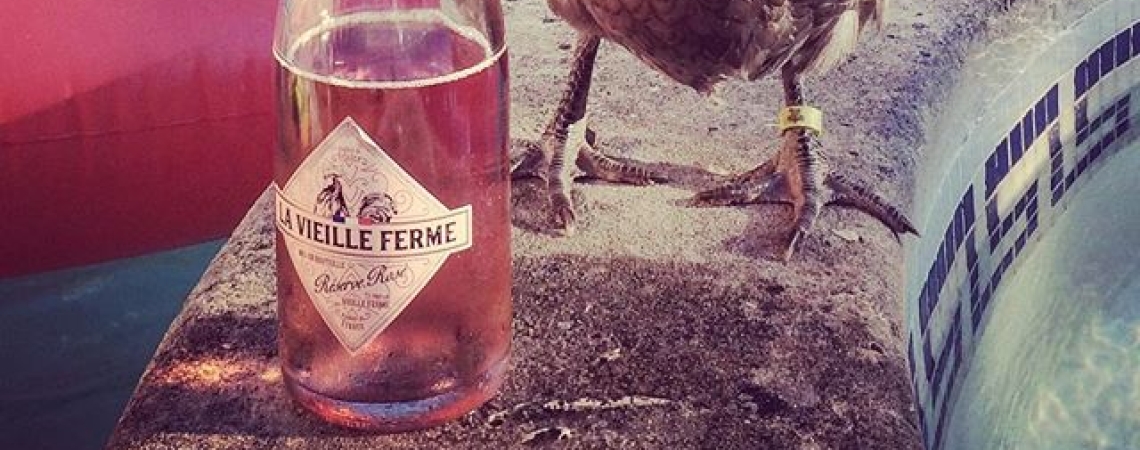 Huhn neben Sektflasche, auf Poolrand mit Flamingo-Wasserspielzeug im Hintergrund.