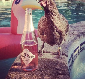 Huhn neben Sektflasche, auf Poolrand mit Flamingo-Wasserspielzeug im Hintergrund.