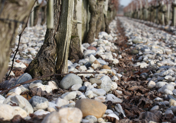 le coteau graves rang gros plan