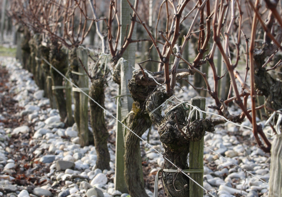 le coteau rang hiver