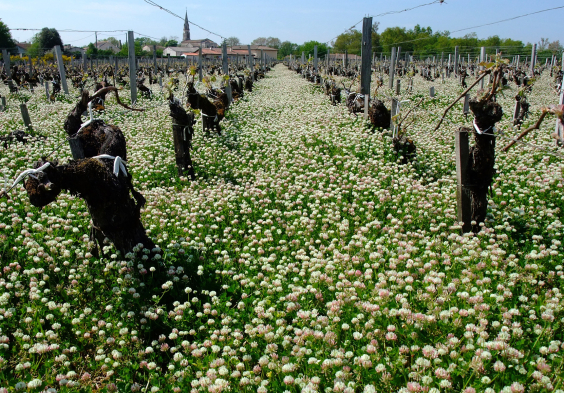 le coteau vignes fleuries 2