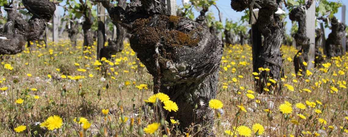 Weinreben im Frühling, umgeben von gelben Wildblumen und blauem Himmel.