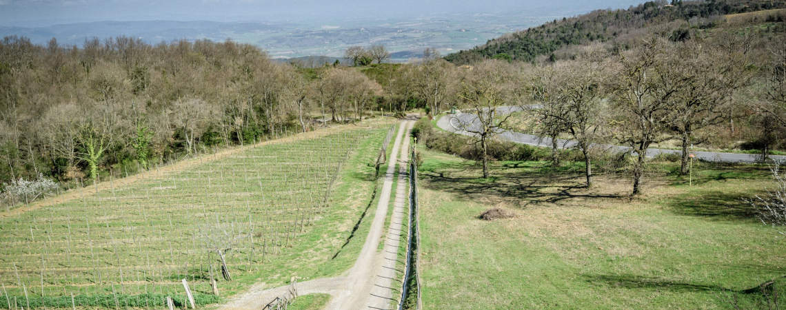 Hügelige Landschaft mit kurviger Straße, Feldern und Bäumen unter blauem Himmel.