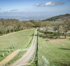 Hügelige Landschaft mit kurviger Straße, Feldern und Bäumen unter blauem Himmel.