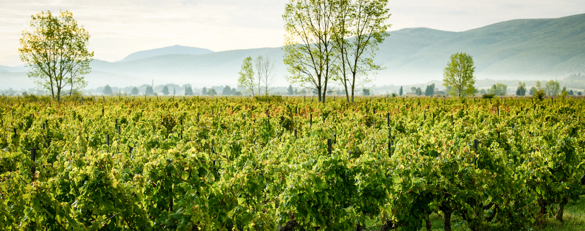 Weinberg mit grünen Reben, Bäumen und Hügeln im Hintergrund.