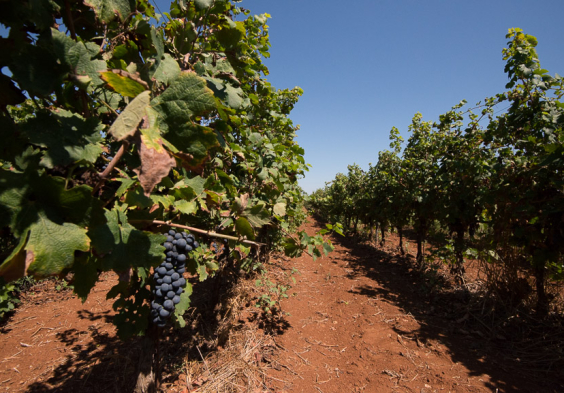 matane manduria vigneto