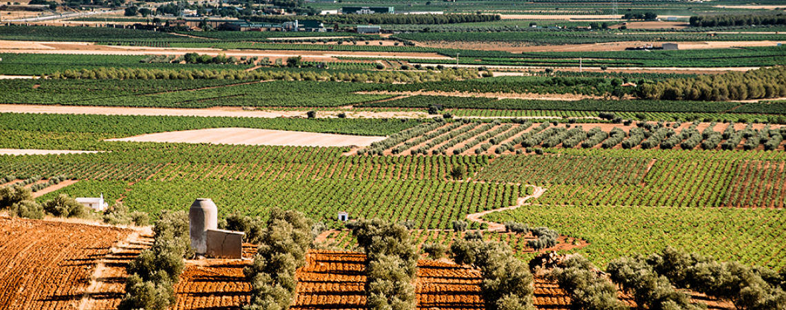 Weitläufige Landschaft mit grünen Feldern und Baumreihen unter klarem Himmel.
