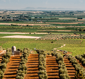Weitläufige Landschaft mit grünen Feldern und Baumreihen unter klarem Himmel.