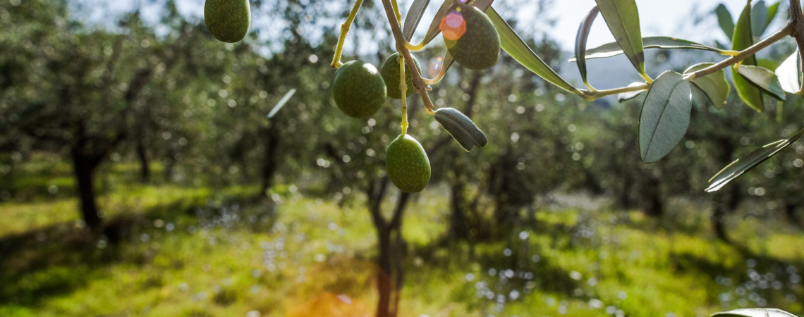 Nahaufnahme einer Olivenzweige, unscharfer Olivenhain im Hintergrund, Sonnenlicht durch Blätter.