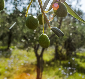 Nahaufnahme einer Olivenzweige, unscharfer Olivenhain im Hintergrund, Sonnenlicht durch Blätter.