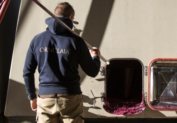ornellaia (3)