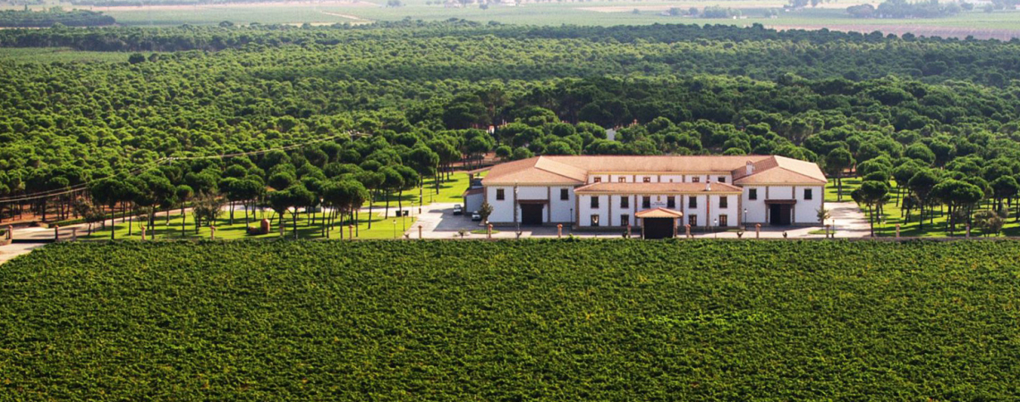 Weißes Herrenhaus umgeben von grünen Weinbergen und dichten Bäumen.