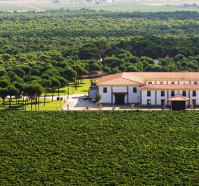 Weißes Herrenhaus umgeben von grünen Weinbergen und dichten Bäumen.