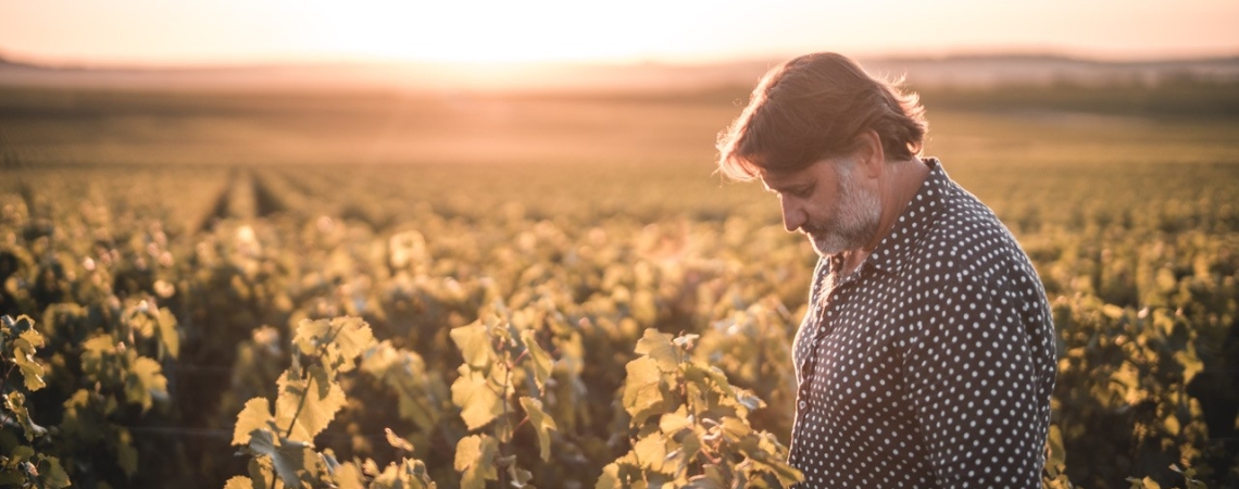 Mann im gepunkteten Hemd in einem sonnendurchfluteten Weinberg, bei Sonnenuntergang.