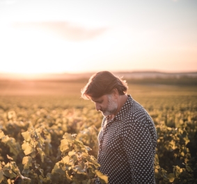 Mann im gepunkteten Hemd in einem sonnendurchfluteten Weinberg, bei Sonnenuntergang.