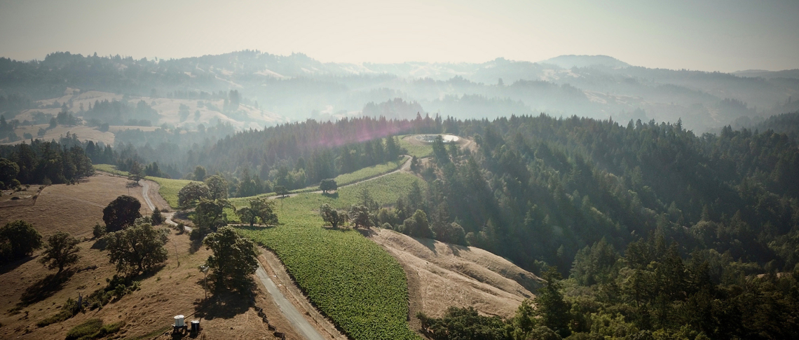 Weinberge und Wälder unter nebligem Himmel in hügeliger Landschaft.