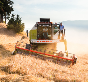 Mähdrescher während der Ernte auf einem sonnigen, leicht hügeligen Feld.