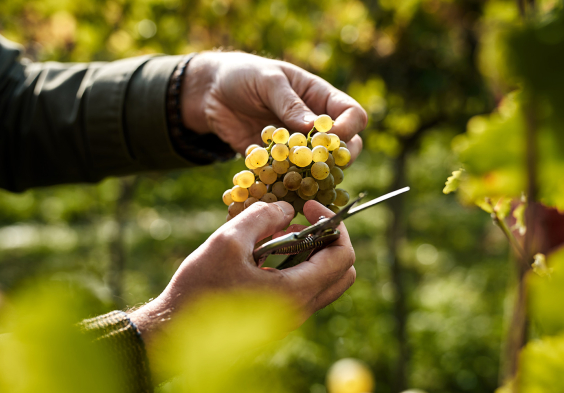 schloss gobelsburg trauben