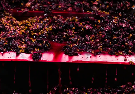 schwarz trauben maische