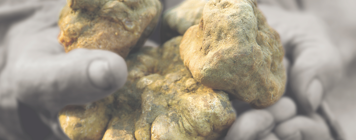 Hände halten mehrere große, unregelmäßig geformte weiße Trüffel.