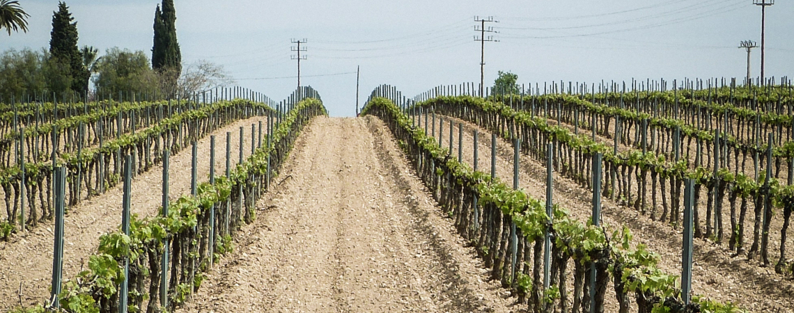 Weinreben in symmetrischen Reihen auf einem sonnigen Feld.