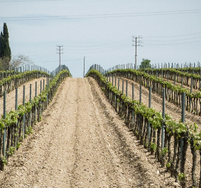 Weinreben in symmetrischen Reihen auf einem sonnigen Feld.