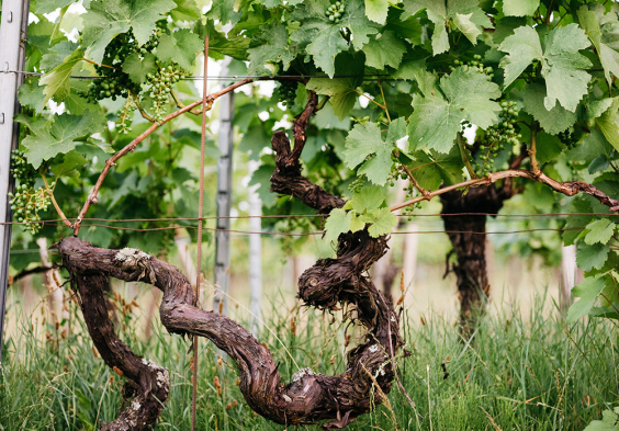 wachter wiesler Alter Rebstock in Ried Reihburg