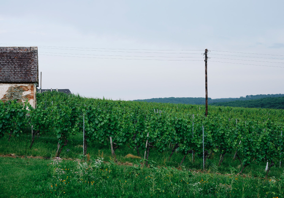 wachter wiesler Eisenberg II